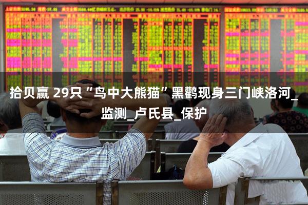 拾贝赢 29只“鸟中大熊猫”黑鹳现身三门峡洛河_监测_卢氏县_保护